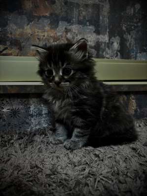 сибирские котята в Ставрополе фото 6