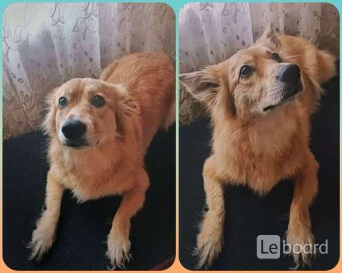 В добрые руки