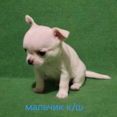 Великолепный мальчик чихуахуа в Москве
