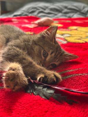 Котенок мальчик. Отдаем в добрые руки