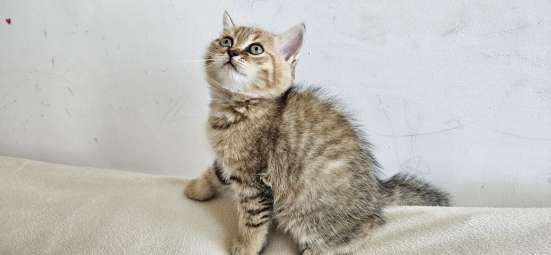 Шотландские котята фото 3