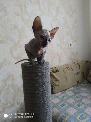 Котенок, канадский сфинкс. Девочка