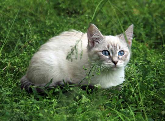 Отдам в хорошие руки кошечек