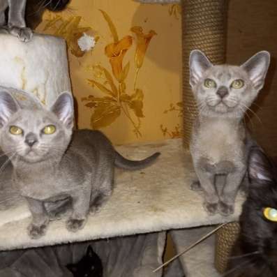 Европейская бурма котята в Брянске фото 3
