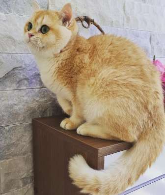 BRI NY12 MALE FOR BREED
