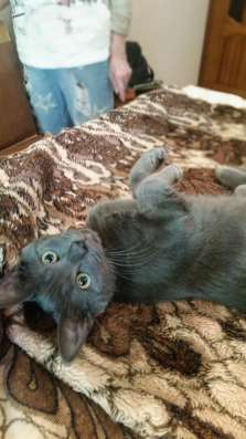 Котенок Дымчик в добрые руки