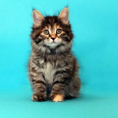Котенок курильского бобтейла