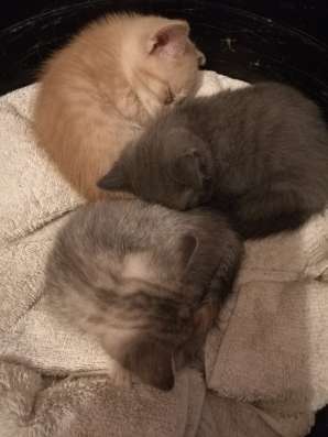 Британские котята