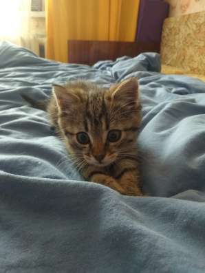 Отдам котят бесплатно фото 9