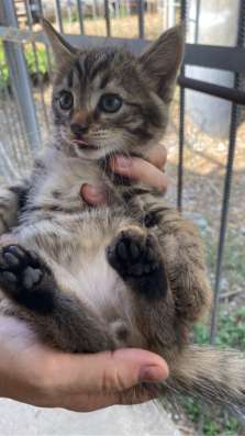 Котята в добрые руки в Грозном