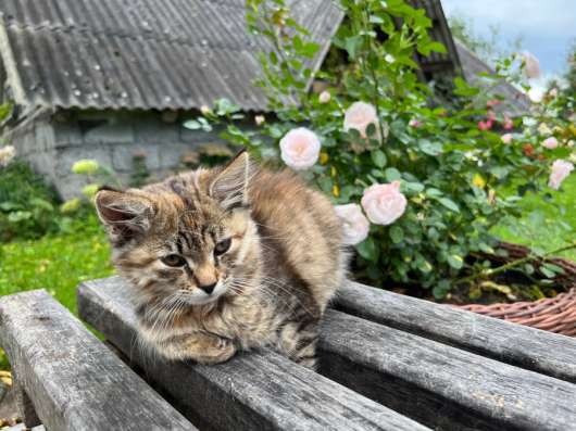 Котята ищут новый дом!