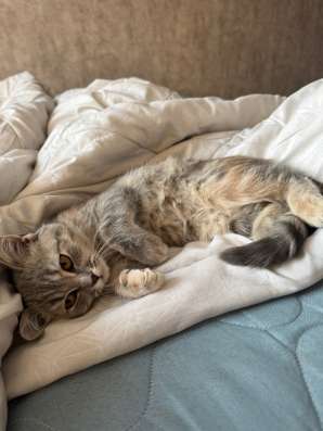 кошка в Новокузнецке фото 3