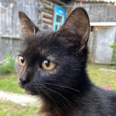 Котенок девочка в добрые руки