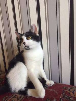 Котенок тимоша ищет дом фото 10