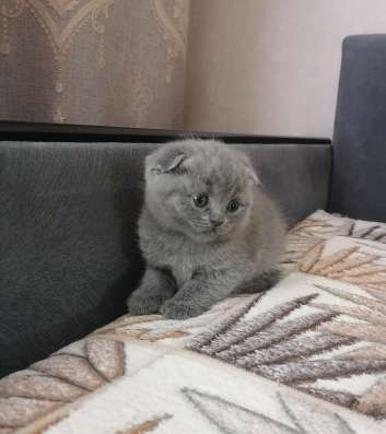 Британские котята в Коломне фото 9
