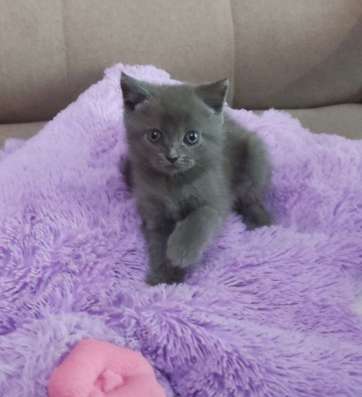 Британские котята фото 6