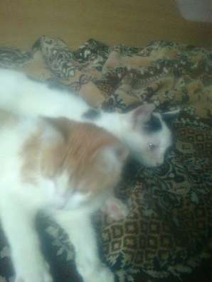 Отдам котят