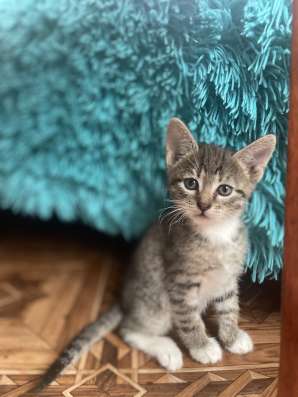 Котята от крысоловки в Павловском Посаде фото 4