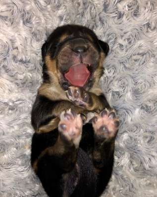 Тибетский мастиф щенки фото 10