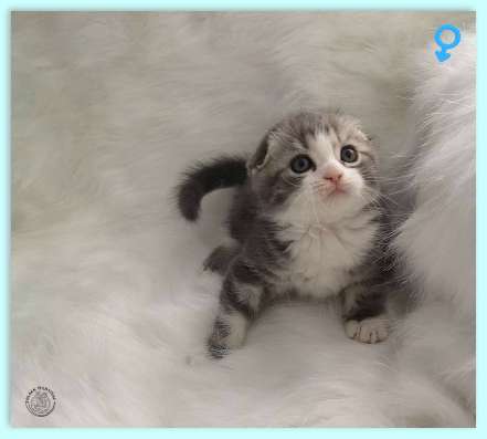 Котик скотиш фолд голубой фото 5