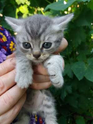 Отдам котят в добрые руки фото 5