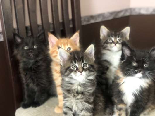 Котята породы мейн-кун в Москве