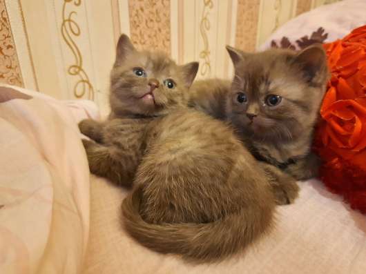 Британские котята