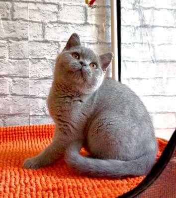 Британский котенок