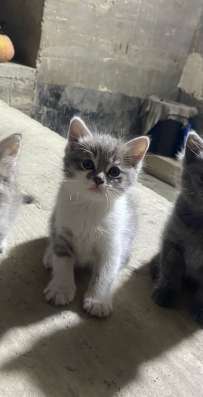 Котенок