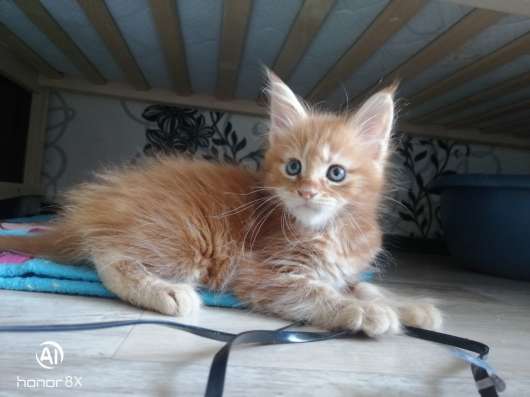 Котята Мейн-Кун в Владимире