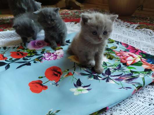 ШОТЛАНДСКИЕ КОТЯТА фото 8