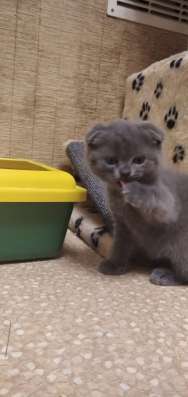 Котята шотландские в Протвино фото 3