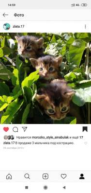 Продам Сомали котят