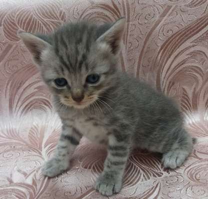 Отдам котят в добрые руки фото 7