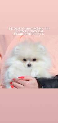 Щенки померанского шпица в Москве