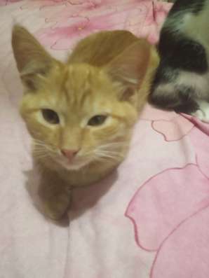 Котята в хорошие руки фото 5