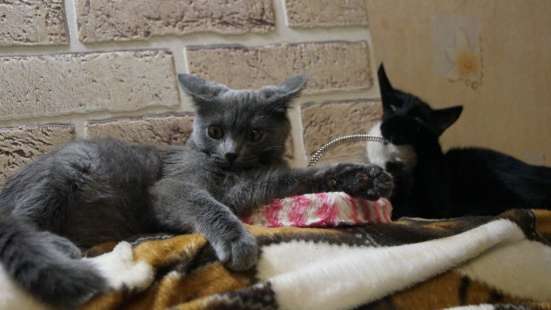 Котята (3 мес) в добрые руки