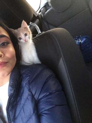 Отдам котёнка в добрые руки