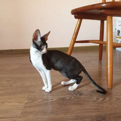 Корниш-рекс котенок