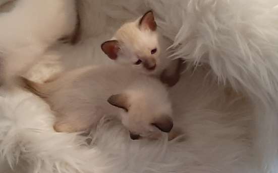 Сиамские котята фото 3