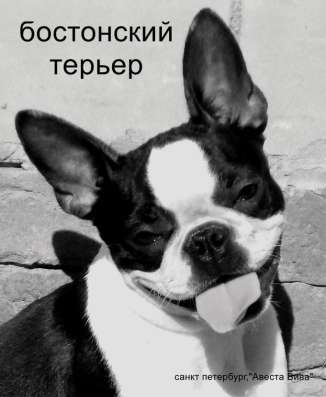 Бостон терьер - щенки от Чемпионов в Санкт-Петербурге фото 10