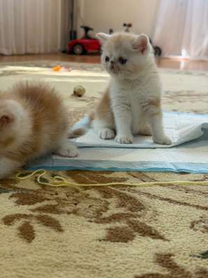 Котята экзоты