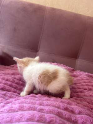 Отдам котят в добрые руки! в Томске фото 7