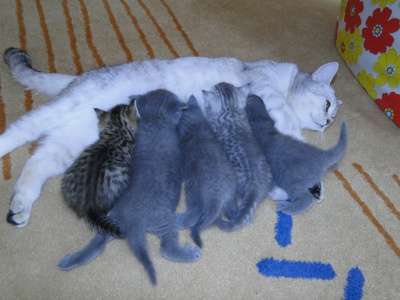 британские котята