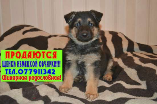 Продаются щенки немецкой овчарки!!! фото 3