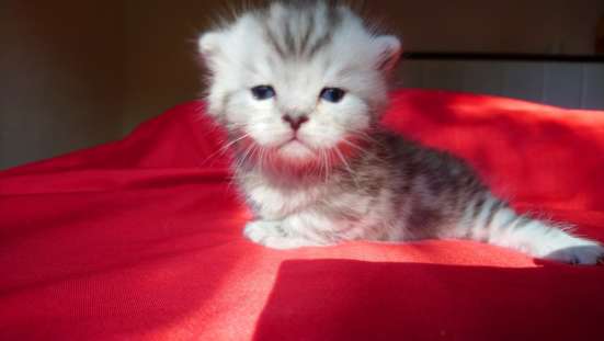 Котята, Манчкины в Волгограде фото 4