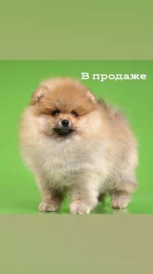 Шпиц девочка РКФ без брака