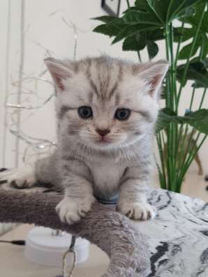 Красивые британские котята