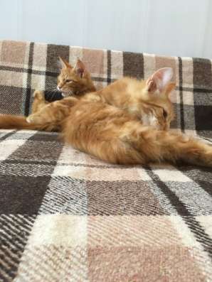 Котята Мейн-куны в Краснодаре фото 4