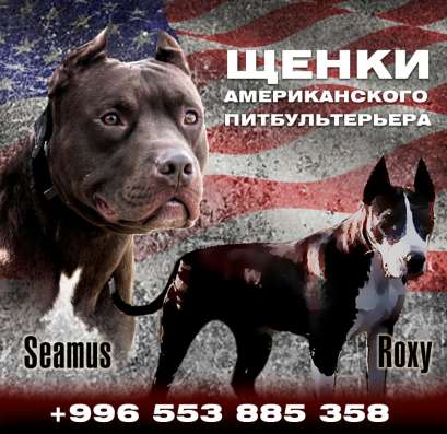 Щенки американского питбультера фото 4